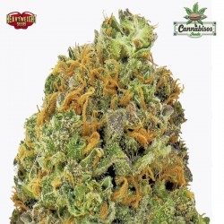 WIPEOUT EXPRESS AUTO - HEAVYWEIGHT SEEDS