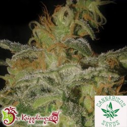 Dr Krippling Seeds-The Incredible Bulk Auto