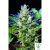 JOINT DOCTOR'S LOWRYDER-DIESEL RYDER AUTO