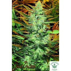 JOINT DOCTOR'S LOWRYDER- LOWRYDER #2 AUTO