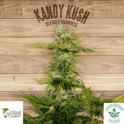 KANDY KUSH - The Plant Organic Seeds