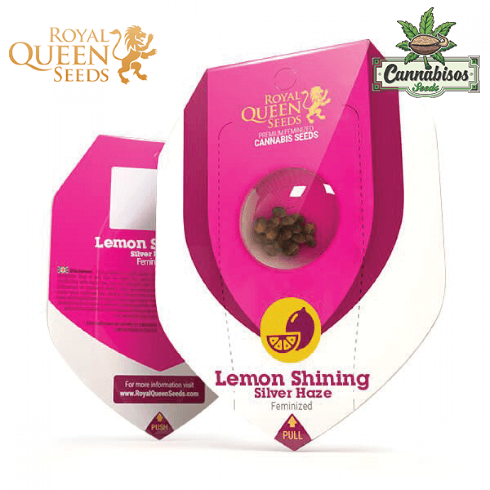 Lemon Shining Silver Haze (Fem) - Royal Queen Seeds