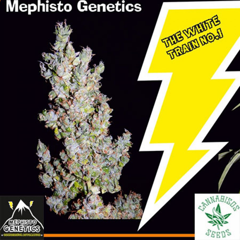 MEPHISTO GENETICS- TYRONE SPECIAL AUTO