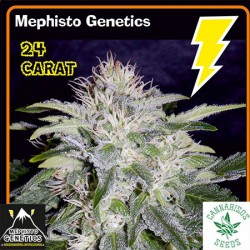 MEPHISTO GENETICS-24 CARAT AUTO