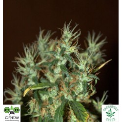 CBD MANGO HAZE (Feminised Seeds) - CBD CREW
