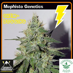 MEPHISTO GENETICS- CHEMDOGGING AUTO