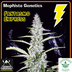 MEPHISTO GENETICS- FANTASMO EXPRESS AUTO