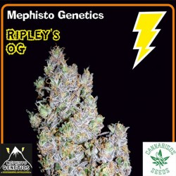 MEPHISTO GENETICS- RIPLEY'S OG AUTO