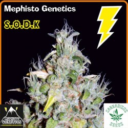 MEPHISTO GENETICS- S.O.D.K AUTO