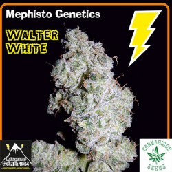 MEPHISTO GENETICS-WALTER WHITE AUTO