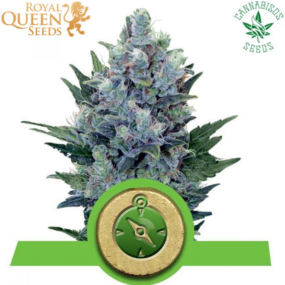 Northern Light (Auto) - Royal Queen Seeds