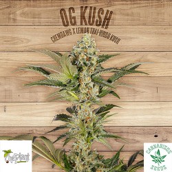 OG KUSH - The Plant Organic Seeds