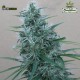 ORIENT EXPRESS (Feminised Seeds) - ACE SEEDS