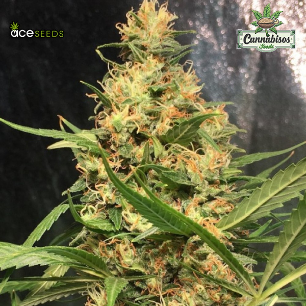 ORIENT EXPRESS (Feminised Seeds) - ACE SEEDS