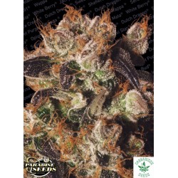 PARADISE SEEDS-WHITE BERRY