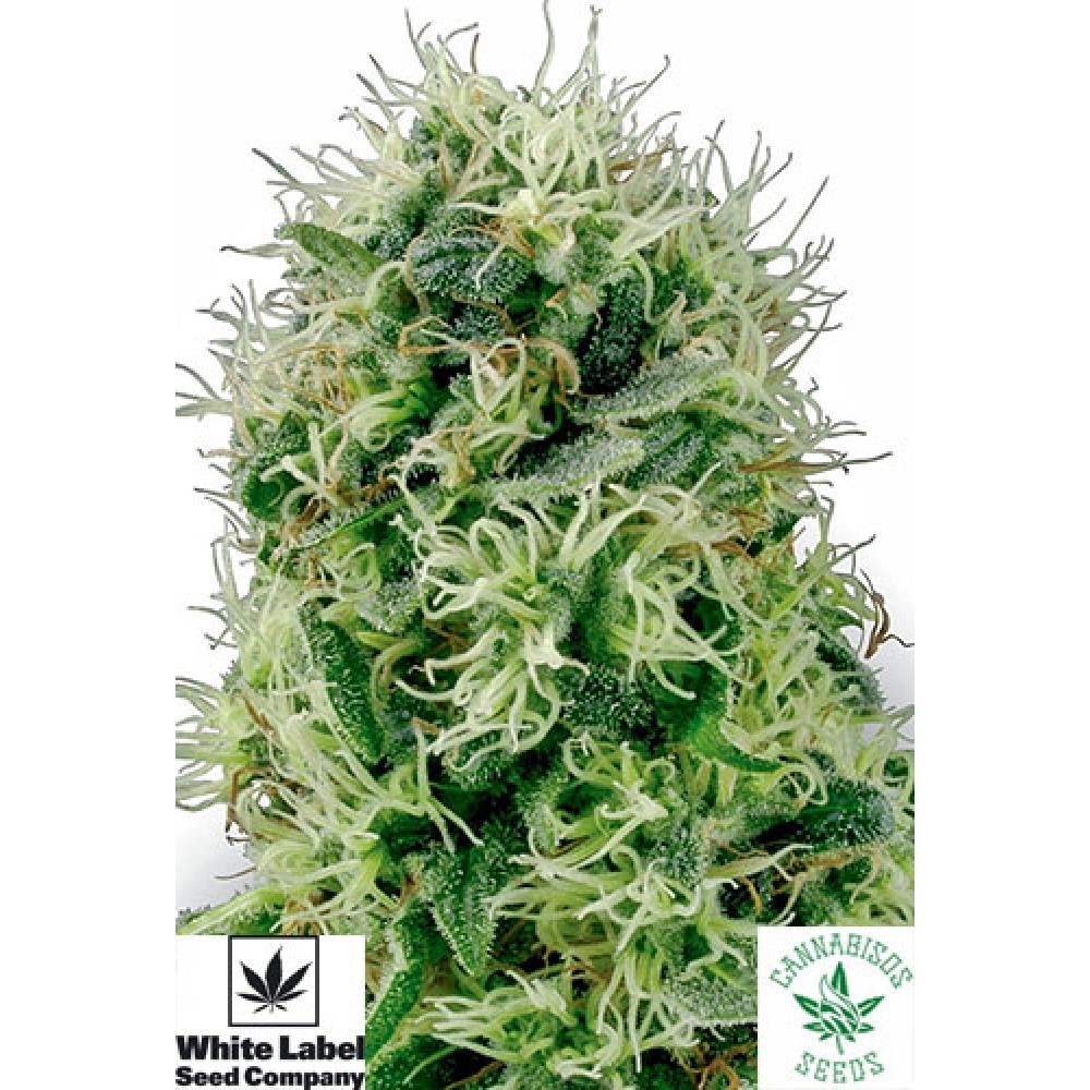 PURE POWER PLANT - White Label Seeds