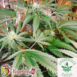 Dr Krippling Seeds-Red Leicester Tease
