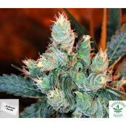 KALIMAN SEEDS- ROCKSTER'S CHEESE