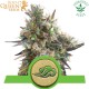 Royal Bluematic (Auto) - Royal Queen Seeds