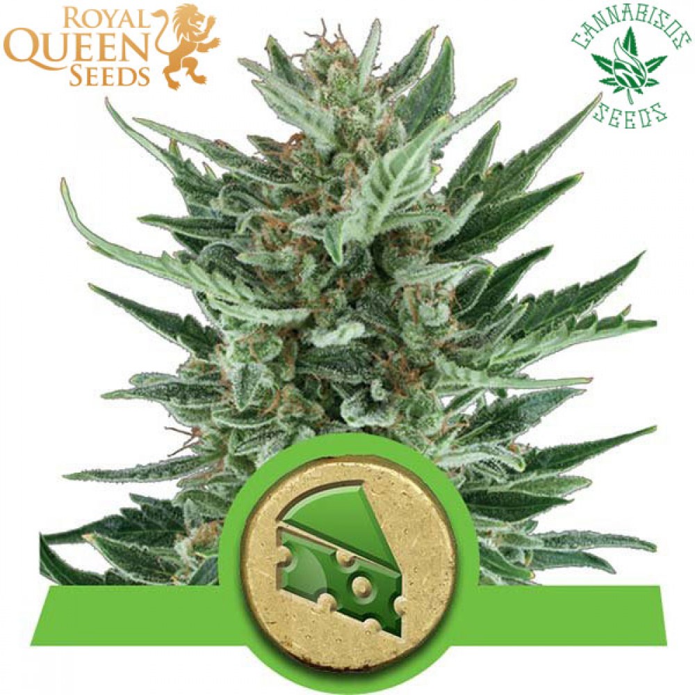 Royal Cheese (Auto) - Royal Queen Seeds