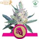 Royal Cheese (Fast Flowering) | (Fem) - Royal Queen Seeds
