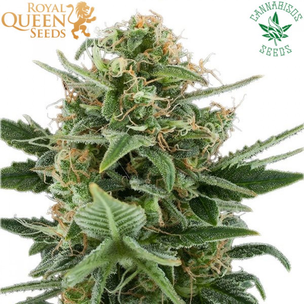 Royal Dwarf (Auto) - Royal Queen Seeds