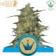 Royal Highness (CBD) - Royal Queen Seeds