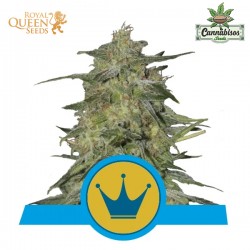 Royal Highness (CBD) - Royal Queen Seeds
