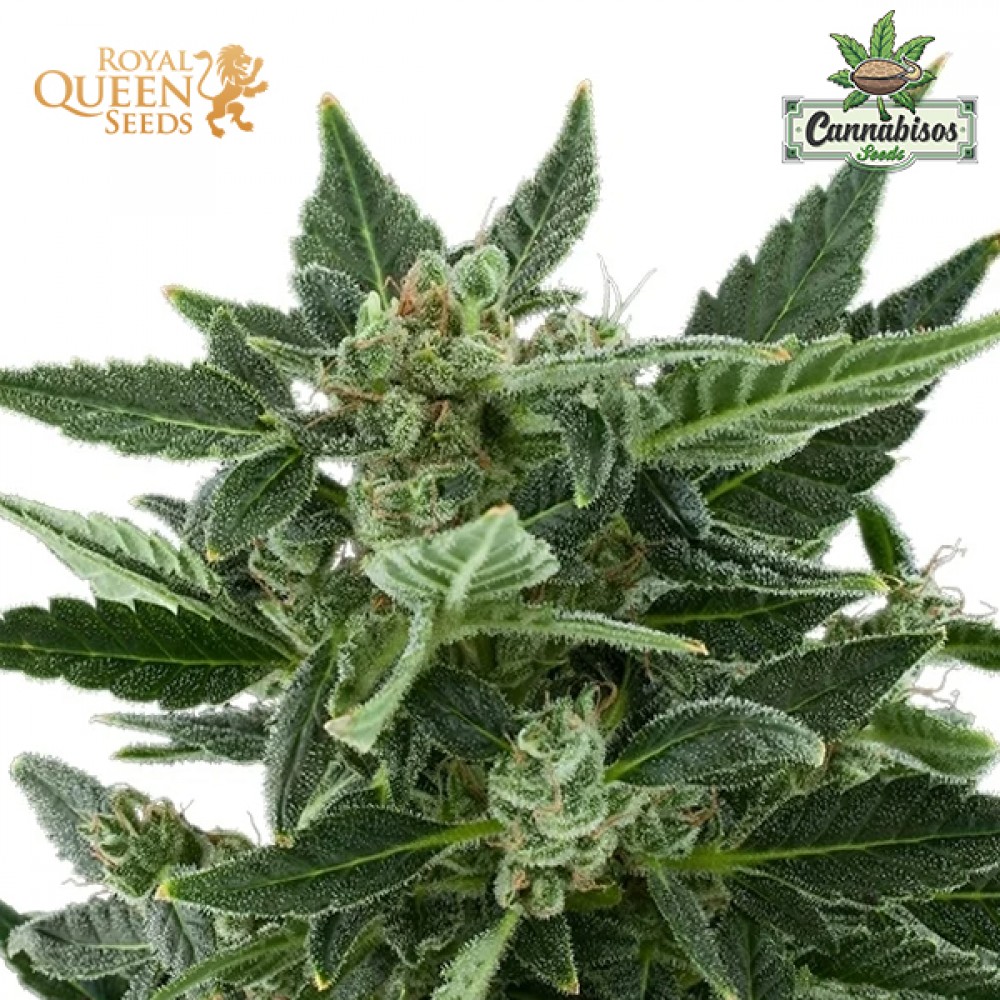 Royal Kush (Auto) - Royal Queen Seeds
