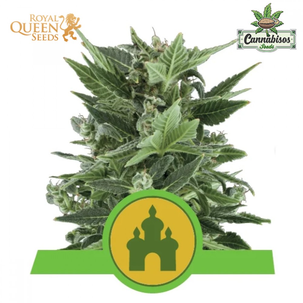 Royal Kush (Auto) - Royal Queen Seeds