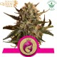 ROYAL QUEEN SEEDS- Mother Gorilla (Πρώην Royal Madre)