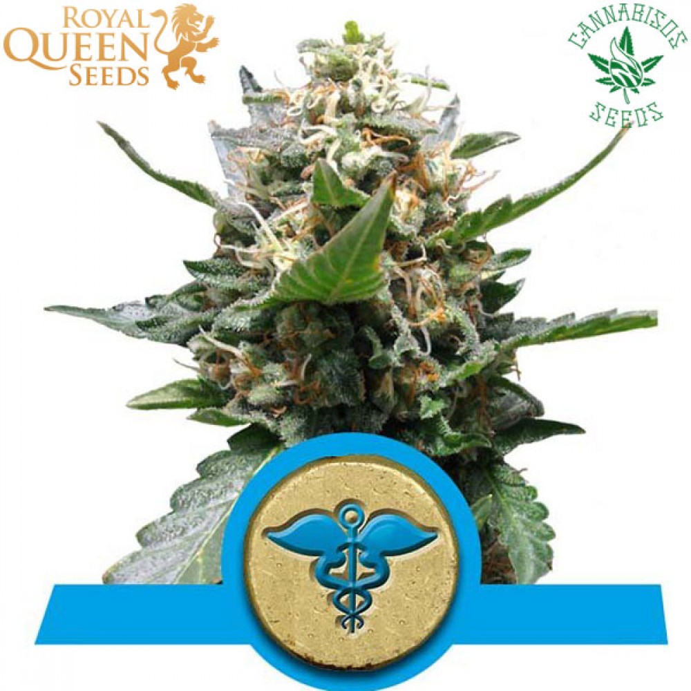 Royal Medic (Fem) | CBD - Royal Queen Seeds