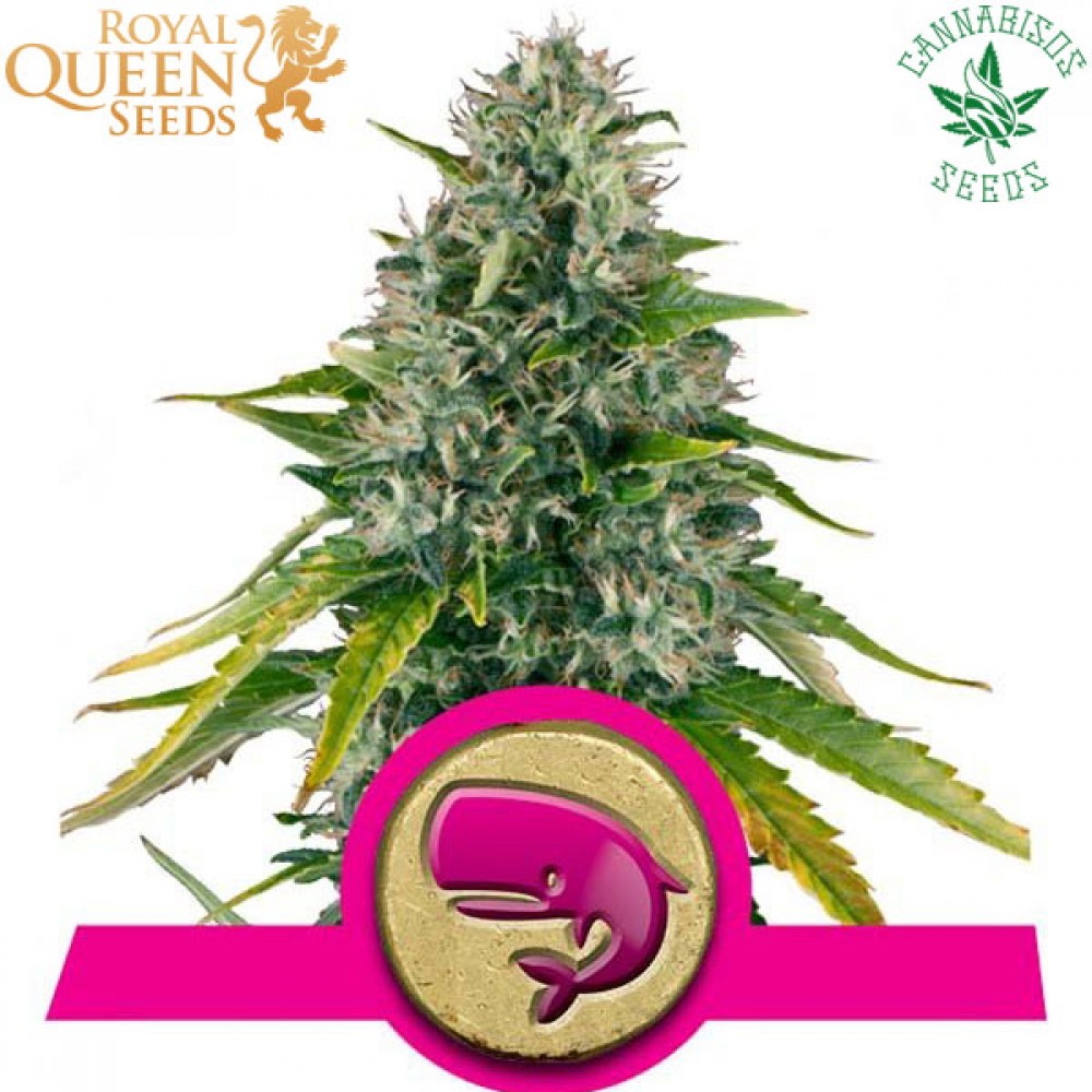 Royal Moby (Fem) - Royal Queen Seeds