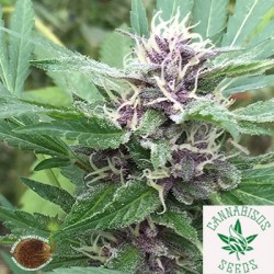Emerald Triangle Seeds-Royal Purple Kush CBD