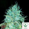 Emerald Triangle Seeds-Sour Puss