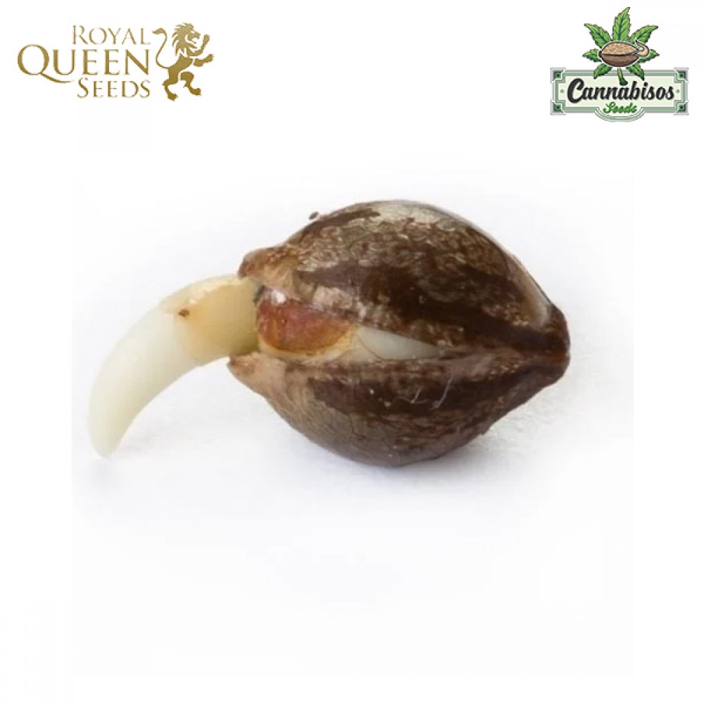 Skunk Xl (Fem) - Royal Queen Seeds