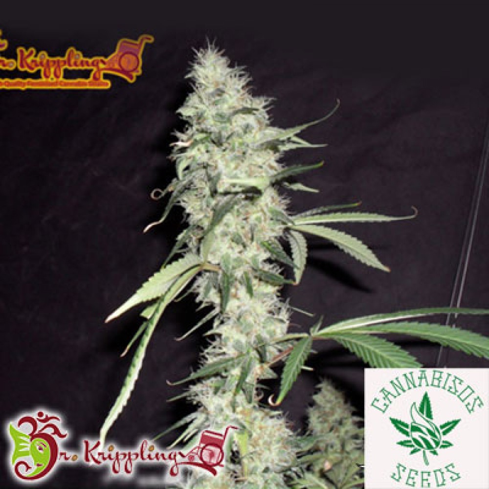 Dr Krippling Seeds-Sonic Bloom Auto