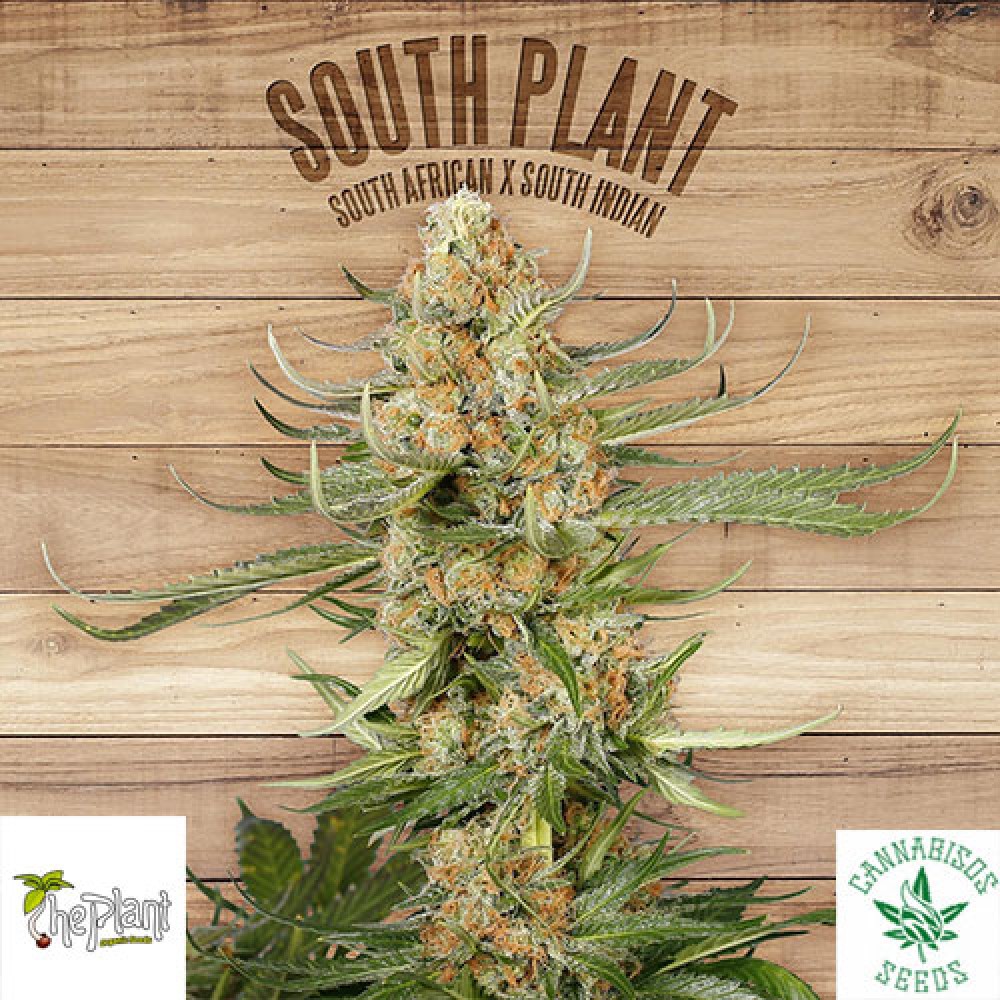SOUTH PLANT - The Plant Organic Seeds