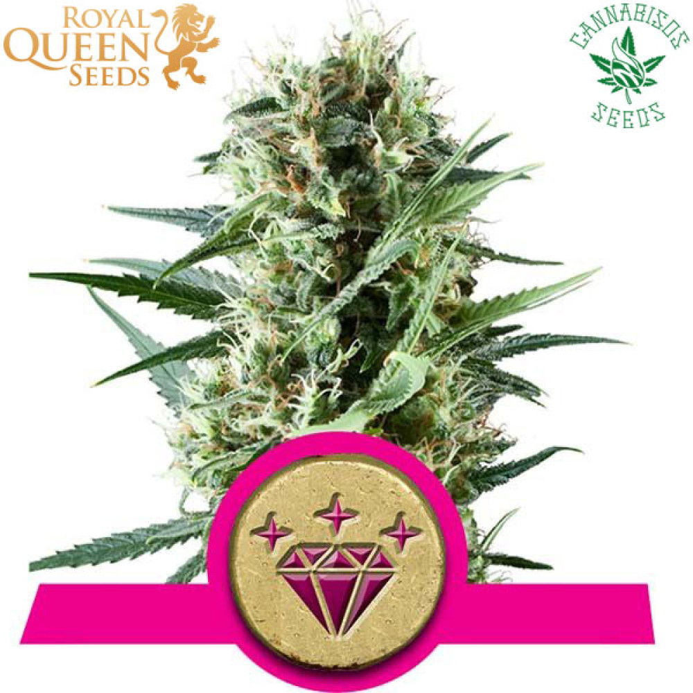 Special Kush 1 (Fem) - Royal Queen Seeds