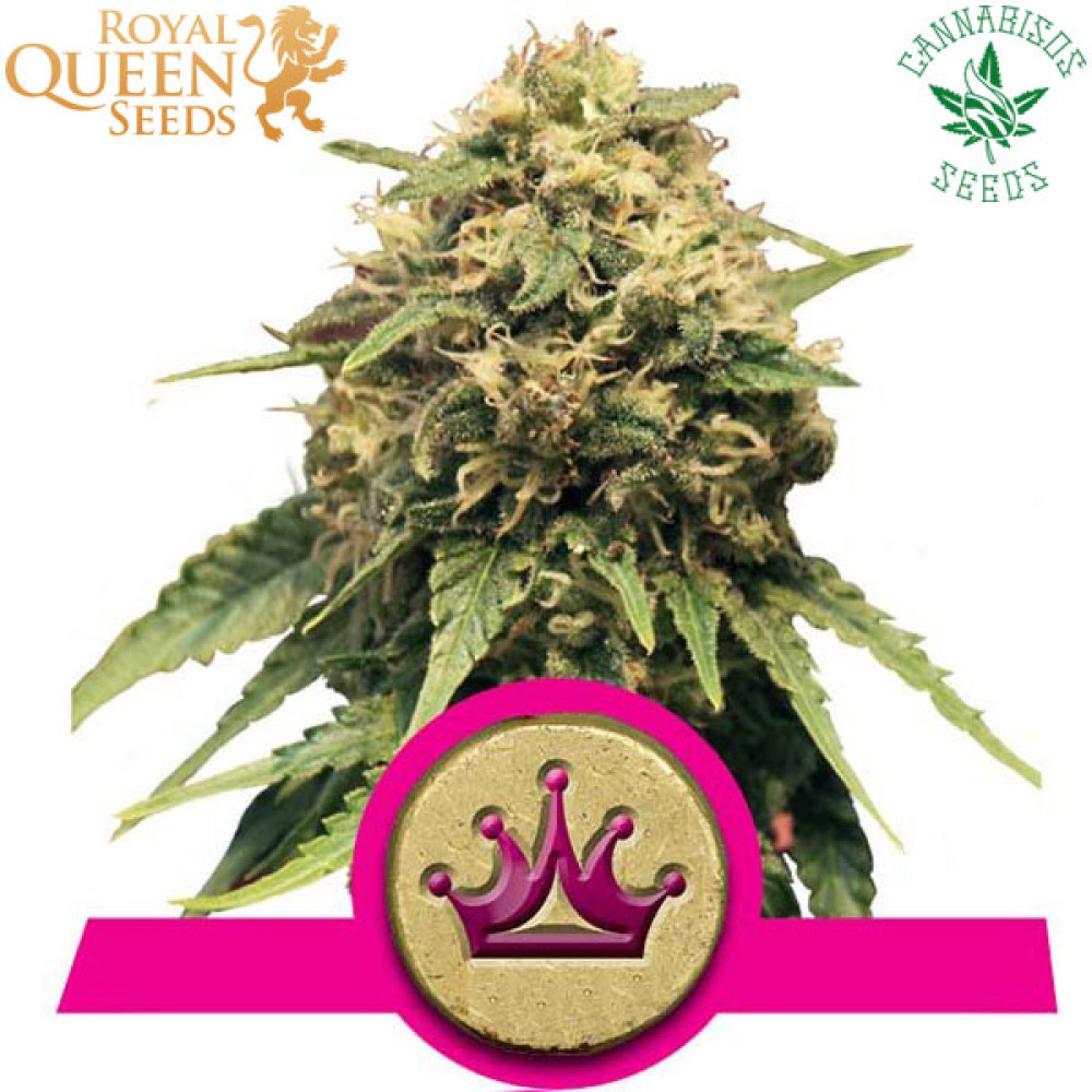 Special Queen 1 (Fem) - Royal Queen Seeds