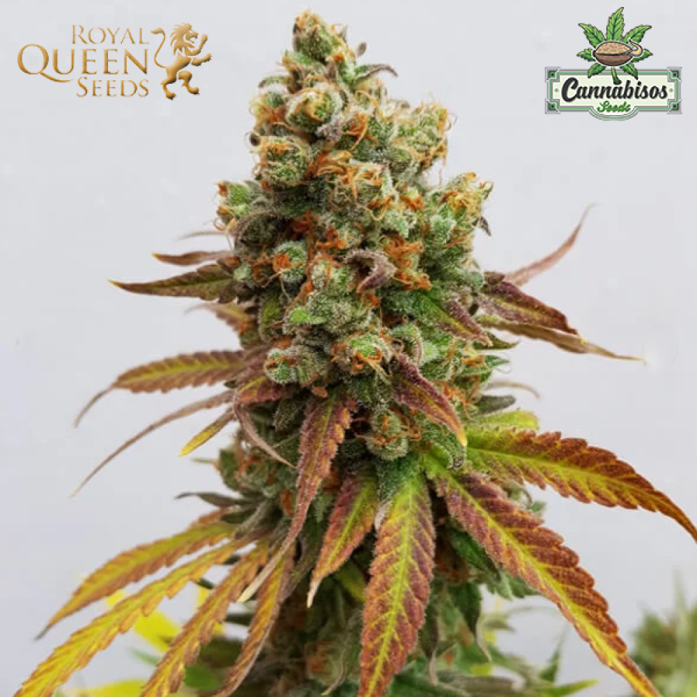 Special Queen 1 (Fem) - Royal Queen Seeds