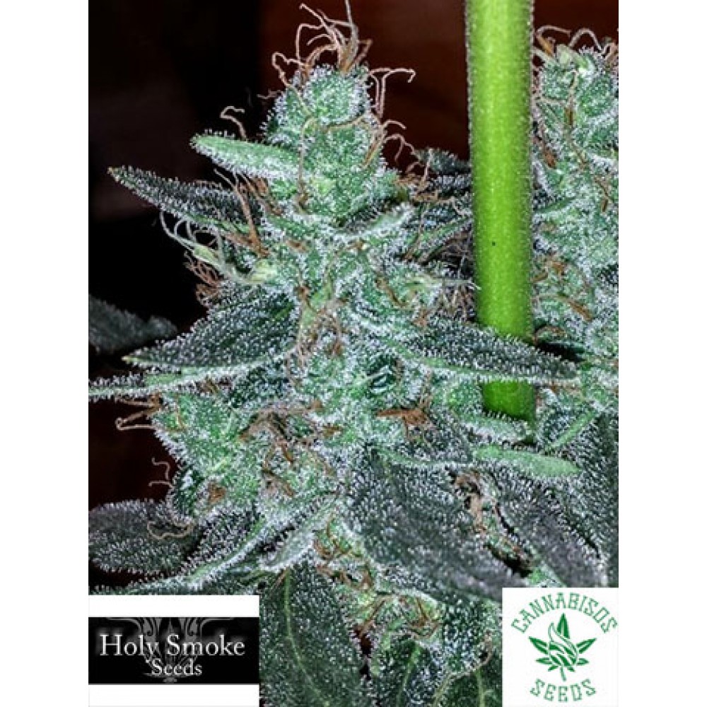 HOLY SMOKE SEEDS- STRAWBERRY BUBBA DIESEL