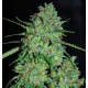 WHITE CRITICAL - G13 LABS SEEDS