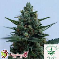 Dr Krippling Seeds-White Rush Auto