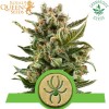 ROYAL QUEEN SEEDS-White Widow Automatic