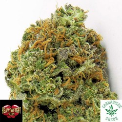 WIPEOUT EXPRESS AUTO - HEAVYWEIGHT SEEDS