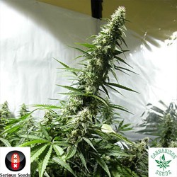 WHITE RUSSIAN - Serious Seeds