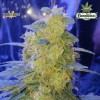 ULTRA POWER PLANT AUTO - Victory Seeds