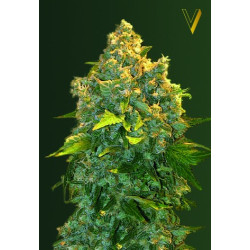 CHRONIC MONSTER XXL - Victory Seeds