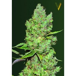 VICTORY SEEDS- CRITICAL AUTO